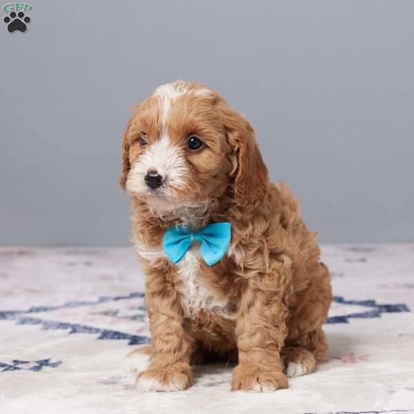 Bentley, Cavapoo Puppy